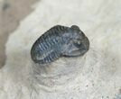 New Type Of Proetid Trilobite (ON EBAY) #4113-1